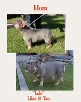 Blue Pup, a male French Bulldog for sale in Surprise, AZ – Photo 7 of 7