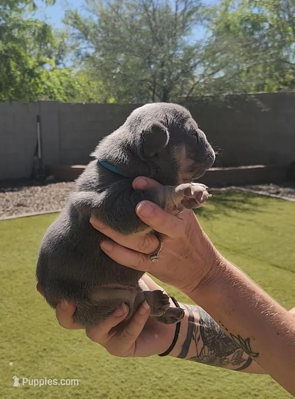 Blue Pup – French Bulldog puppy for sale in Surprise, AZ