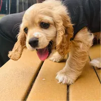 Milo, a male Cocker Spaniel for sale in Madison, MS – 2 of 3
