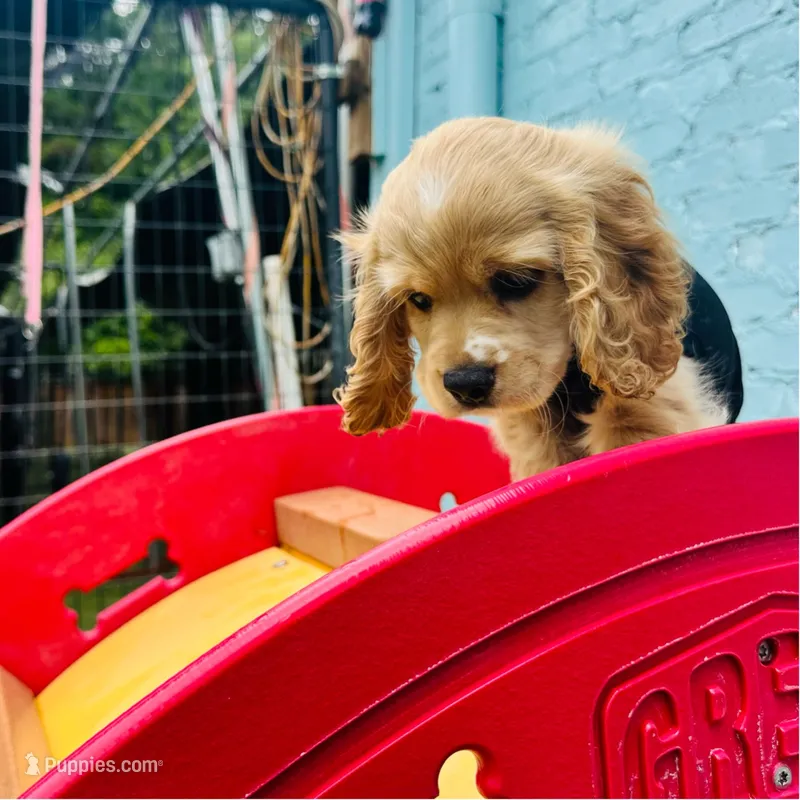 Milo – Cocker Spaniel puppy for sale in Madison, MS