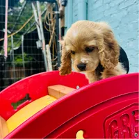 Milo, a male Cocker Spaniel for sale in Madison, MS – 1 of 3
