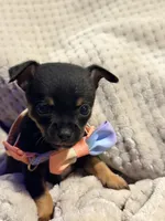 Hershey, a male Chihuahua for sale in Siloam Springs, AR – Photo 1 of 7