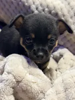 Hershey, a male Chihuahua for sale in Siloam Springs, AR – Photo 7 of 7