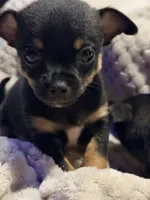 Hershey, a male Chihuahua for sale in Siloam Springs, AR – Photo 3 of 7