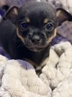 Hershey, a male Chihuahua for sale in Siloam Springs, AR – Photo 2 of 7