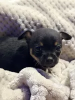 Hershey, a male Chihuahua for sale in Siloam Springs, AR – Photo 6 of 7