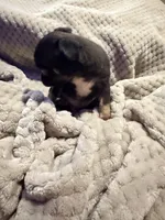 Ezra, a male Chihuahua for sale in Siloam Springs, AR – Photo 5 of 6