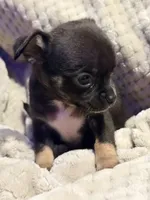 Ezra, a male Chihuahua for sale in Siloam Springs, AR – Photo 2 of 6