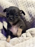 Ezra, a male Chihuahua for sale in Siloam Springs, AR – Photo 1 of 6