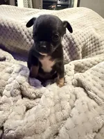 Ezra, a male Chihuahua for sale in Siloam Springs, AR – Photo 6 of 6