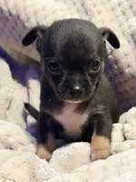 Ezra, a male Chihuahua for sale in Siloam Springs, AR – Photo 3 of 6