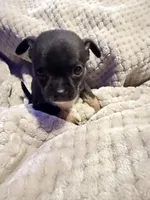 Ezra, a male Chihuahua for sale in Siloam Springs, AR – Photo 4 of 6