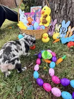 Xander, a male Chihuahua for sale in Siloam Springs, AR – Photo 7 of 10