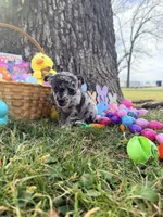 Xander, a male Chihuahua for sale in Siloam Springs, AR – Photo 8 of 10