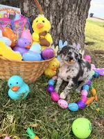 Xander, a male Chihuahua for sale in Siloam Springs, AR – Photo 4 of 10