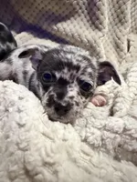 Xander, a male Chihuahua for sale in Siloam Springs, AR – Photo 1 of 8