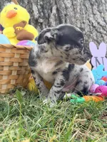 Xander, a male Chihuahua for sale in Siloam Springs, AR – Photo 5 of 10