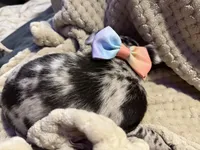 Xander, a male Chihuahua for sale in Siloam Springs, AR – Photo 7 of 8