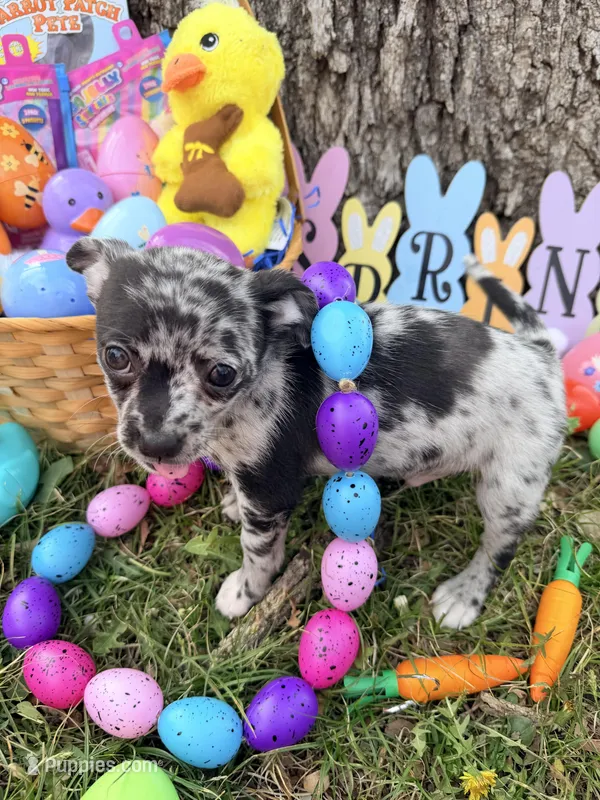 Xander – Chihuahua puppy for sale in Siloam Springs, AR