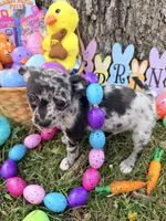 Xander, a male Chihuahua for sale in Siloam Springs, AR – Photo 1 of 10