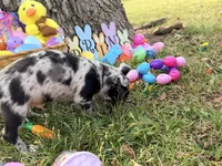 Xander, a male Chihuahua for sale in Siloam Springs, AR – Photo 2 of 10