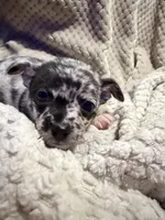 Xander, a male Chihuahua for sale in Siloam Springs, AR – Photo 2 of 8