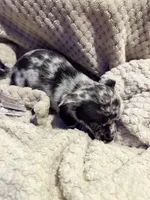 Xander, a male Chihuahua for sale in Siloam Springs, AR – Photo 8 of 8