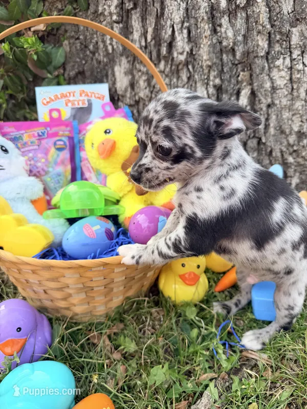 Xander – Chihuahua puppy for sale in Siloam Springs, AR