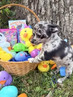 Xander, a male Chihuahua for sale in Siloam Springs, AR – Photo 3 of 10