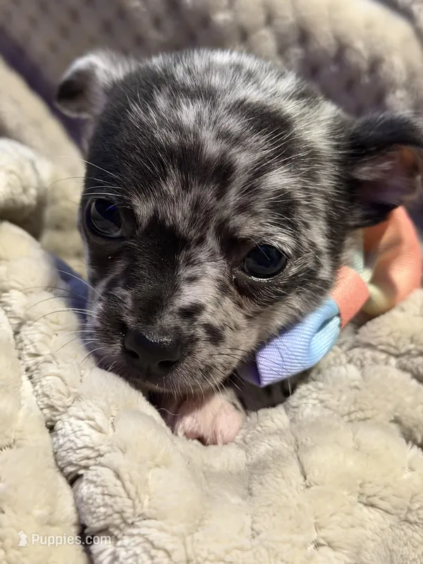Xander – Chihuahua puppy for sale in Siloam Springs, AR