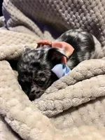 Xander, a male Chihuahua for sale in Siloam Springs, AR – Photo 6 of 10