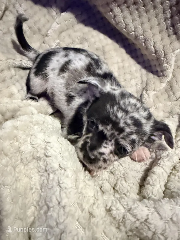 Xander – Chihuahua puppy for sale in Siloam Springs, AR