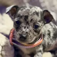 Bentley, a male Chihuahua for sale in Siloam Springs, AR – Photo 3 of 8