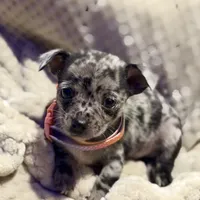 Bentley, a male Chihuahua for sale in Siloam Springs, AR – Photo 1 of 8