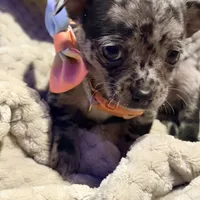 Bentley, a male Chihuahua for sale in Siloam Springs, AR – Photo 8 of 8