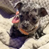 Bentley, a male Chihuahua for sale in Siloam Springs, AR – Photo 6 of 8