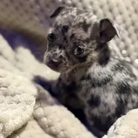 Bentley, a male Chihuahua for sale in Siloam Springs, AR – Photo 2 of 8