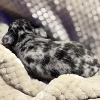 Bentley, a male Chihuahua for sale in Siloam Springs, AR – Photo 4 of 8