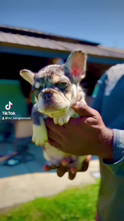 Rojo tan Merle (fluffy carrier ), a female French Bulldog for sale in Houston, TX – 3 of 8