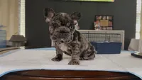 Bree, a female French Bulldog for sale in Houston, TX – 2 of 3