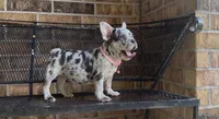 Bella, a female French Bulldog for sale in Houston, TX – 2 of 3