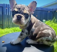 Rojo tan Merle (fluffy carrier ), a female French Bulldog for sale in Houston, TX – 2 of 8