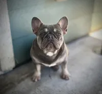 Rojo tan Merle (fluffy carrier ), a female French Bulldog for sale in Houston, TX – 5 of 8
