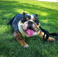 Choji , a male English Bulldog for sale in Houston, TX – 2 of 3