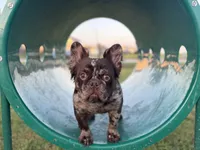 Rojo tan Merle (fluffy carrier ), a female French Bulldog for sale in Houston, TX – 4 of 8
