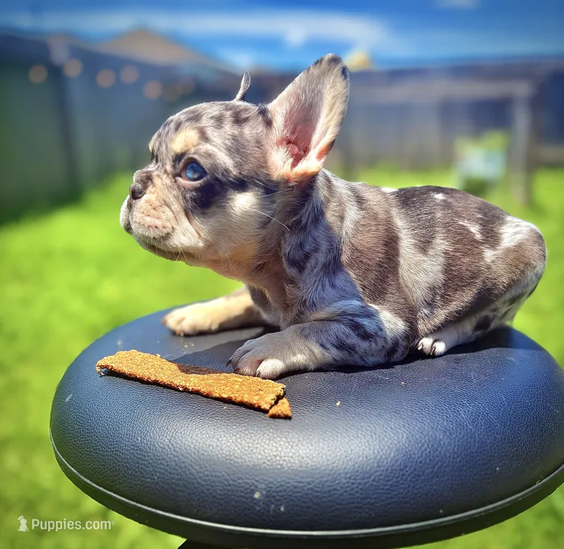 Rojo tan Merle (fluffy carrier ) – French Bulldog puppy for sale in Houston, TX