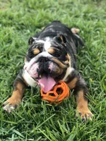 Choji , a male English Bulldog for sale in Houston, TX – 3 of 3