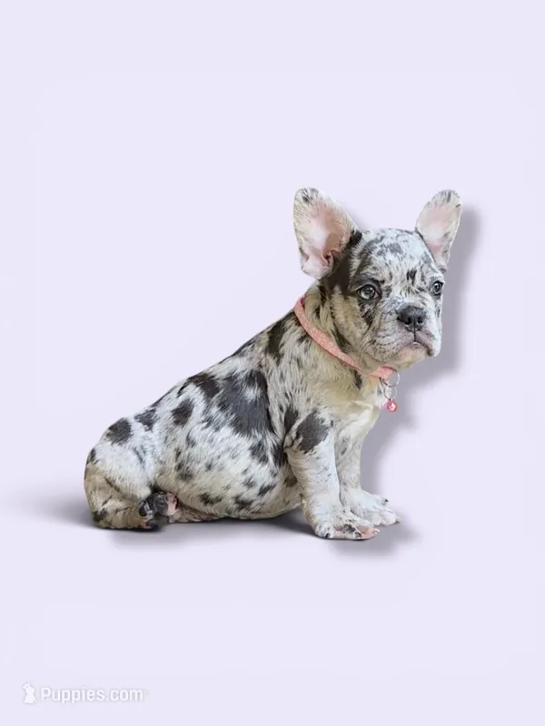Bella – French Bulldog puppy for sale in Houston, TX