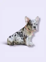 Bella, a female French Bulldog for sale in Houston, TX – 1 of 3