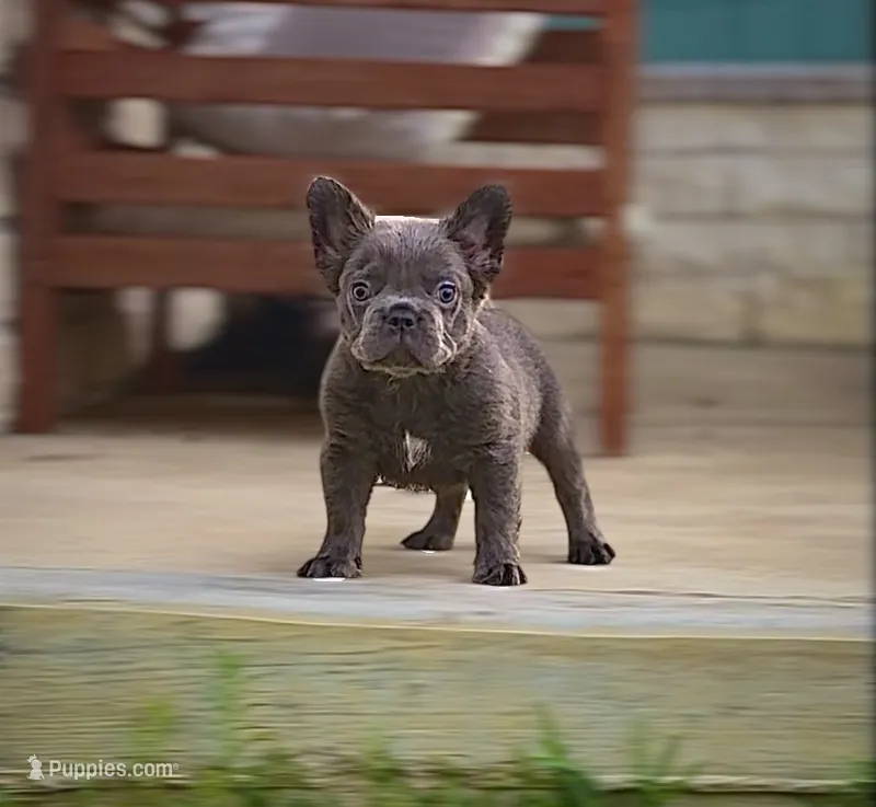 Blue fluffy – French Bulldog puppy for sale in Houston, TX